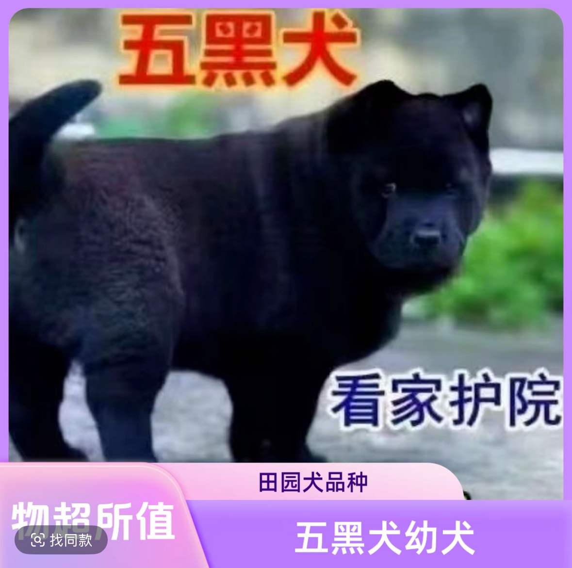 中华田园五黑犬幼犬